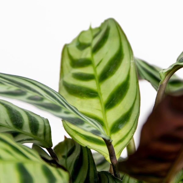 Bloomique - Ctenanthe Burle-Marxii - Gebetspflanze - Zimmerpflanzen - Tierfreundlich - Luftreinigend - 20-30 cm Hoch - Topf 12 cm