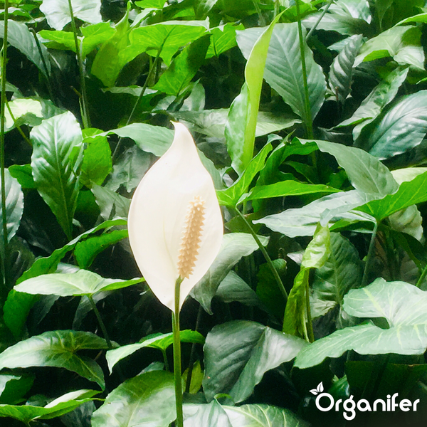 Einblatt (Spathiphyllum) mit weißer Blüte und dichten grünen Blättern. Organifer Logo.