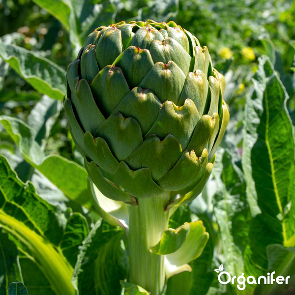 Artischocke Pflanze mit geschlossenem Blütenkopf und Blättern. Organifer Logo.