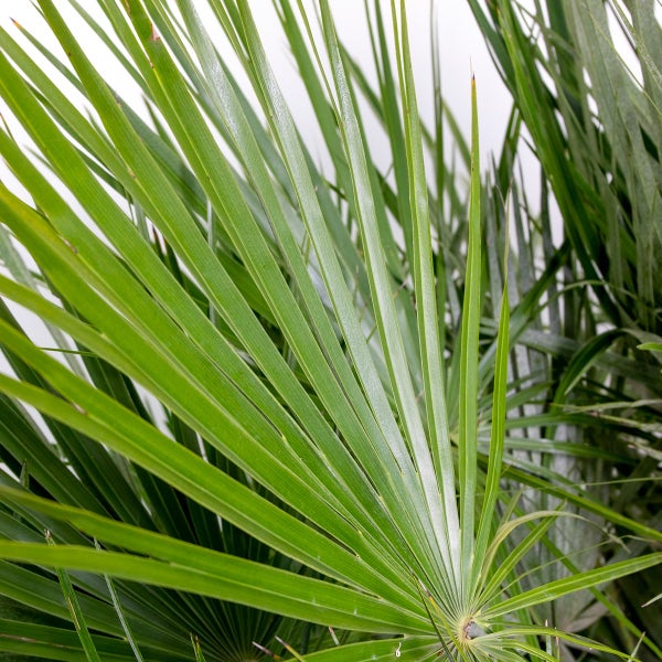 Bloomique - Chamaerops Humilis - Europäische Zwergpalme - Palmen Winterhart Draußen - Höhe 50-60 cm - Topf 15 cm