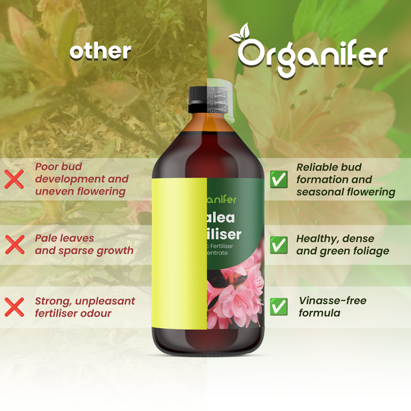 Organifer Logo über Azaleendünger im Vergleich zu anderen Produkten: zeigt Vorteile wie Knospenbildung, gesundes Blattwerk und vinassefreie Rezeptur.