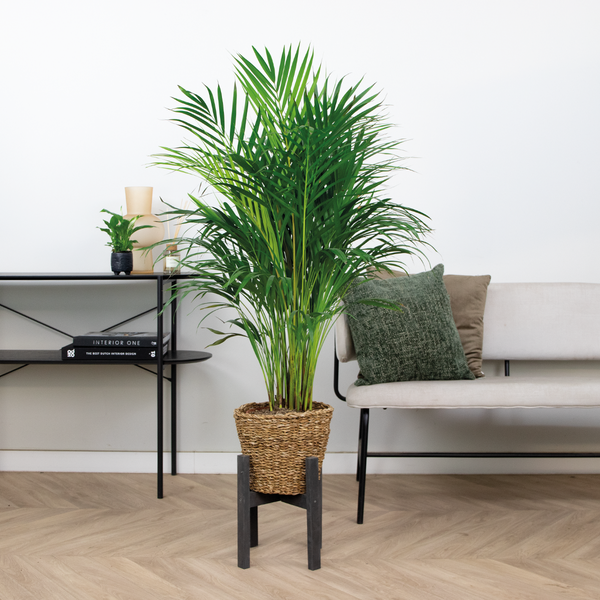 Bloomique - Dypsis Lutescens - Goldpalme - Areca - Palme - Zimmerpflanzen - Luftreinigend - Tierfreundlich - 100-110 cm Hoch - Rattan Korb 21 cm