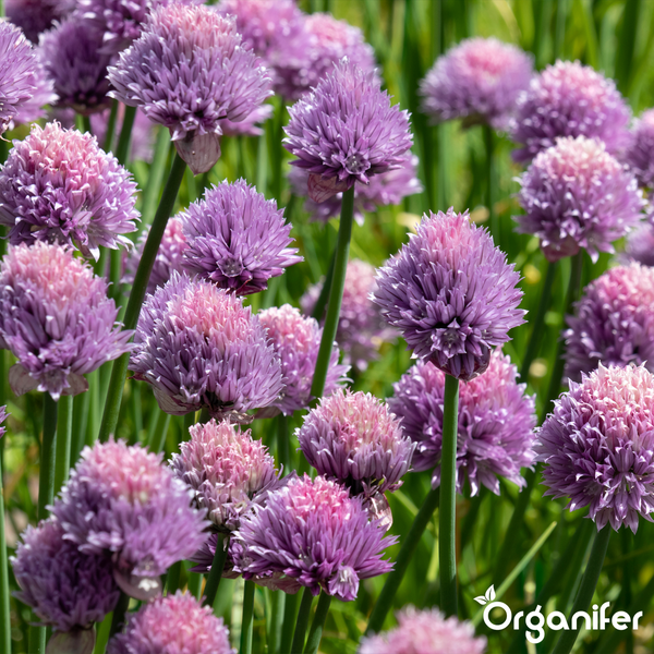 Blühender Schnittlauch mit violetten, kugelförmigen Blütenköpfen auf grünen Stielen. Organifer Logo.