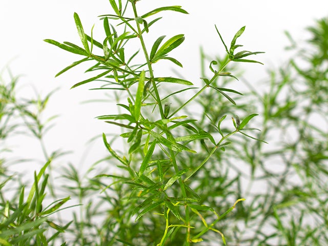 Deckenleuchte mit Ästen und Leuchtmittel