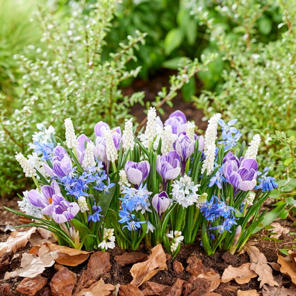 Bloomique - Mischung aus 50 - 6 Monate alten Blumen - schmetterlingsfreundlich - Mischung aus 8 Sorten - Blumenzwiebeln - Frühlingsblüte - mehrjährige Pflanzen - wächst von 5 bis 70 cm