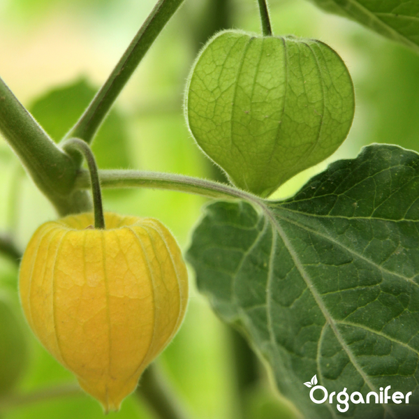Physalis-Pflanze mit einer reifen gelben Frucht und einer unreifen grünen Frucht in ihren Hüllen, Blättern und Organifer Logo.