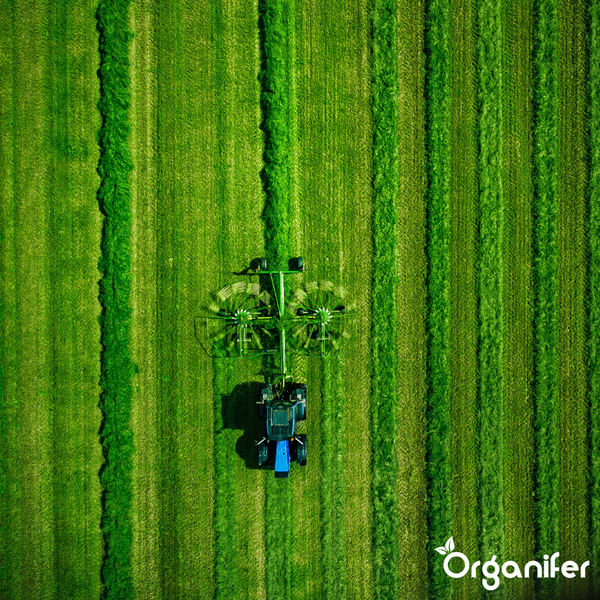 Luftaufnahme eines Traktors mit Heuwender bei der Arbeit auf einer grünen Wiese mit parallelen Grasschwaden. Organifer Logo.
