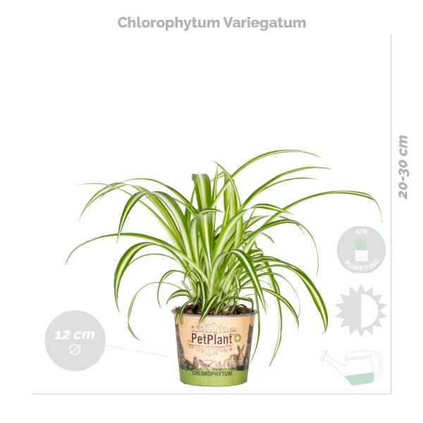 Bloomique - 4er-Mix - Luftreinigende Pflanzen - Dracaena - Dypsis - Chamaedorea - Chlorophytum - Zimmerpflanzen - Höhe 20-40 cm - Topf 12 cm
