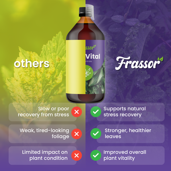 Frassor Vital Pflanzenstärkungsmittel Konzentrat im Vergleich zu anderen Mitteln zeigt Vorteile für Blattgesundheit und Pflanzenvitalität.