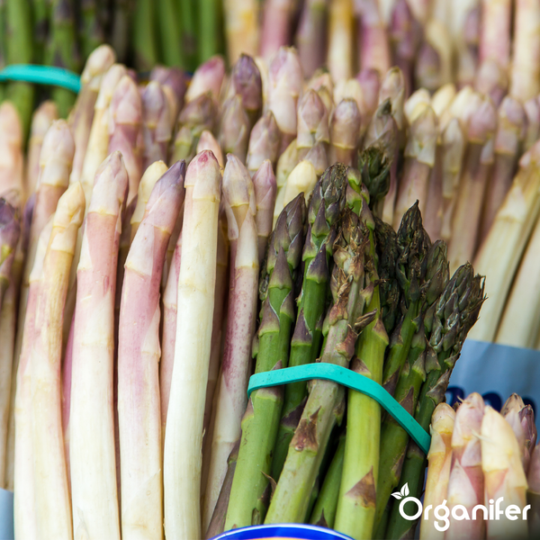 Frischer grüner und weißer Spargel, Organifer Logo.