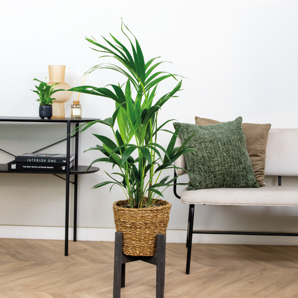 Bloomique - Howea Forsteriana - Kentia Palme - Zimmerpflanzen - Pflegeleicht - Haustierfreundlich - Höhe 90-100 cm - Mit Rotan Korb 19 cm