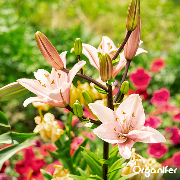 Pinke und weiße Lilien mit Blütenknospen und grünen Blättern. Organifer Logo.