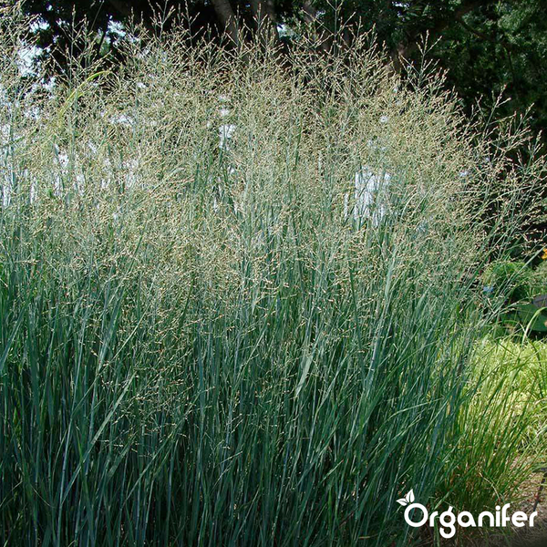 Organifer Rutenhirse Panicum virgatum, ein hohes Ziergras mit feinen Blütenrispen für den Garten. Organifer Logo.