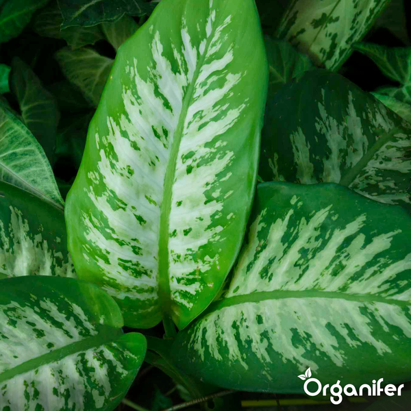 Nahaufnahme einer Dieffenbachia Zimmerpflanze mit gemusterten Blättern. Organifer Logo.