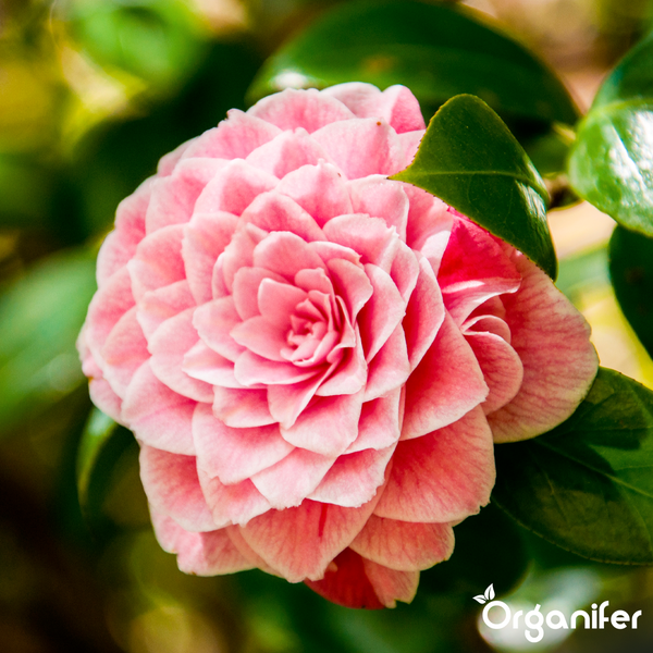 Kamelie mit roten Blüten und grünen Blättern. Organifer Logo.