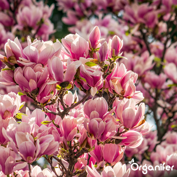 Nahaufnahme einer Magnolie in voller Blüte mit rosa Blüten. Organifer Logo.