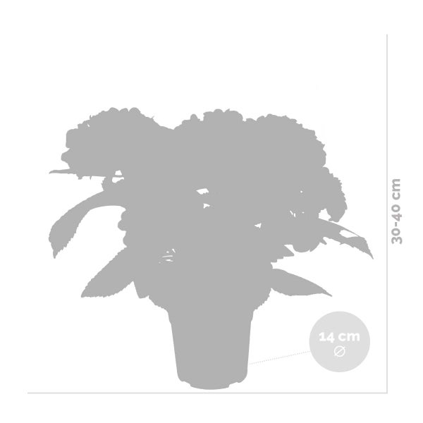 Hydrangea Macrophylla 'Early Rosa' – Hortensie – Strauch – Winterheart – ⌀14 cm – ↕30-40 cm