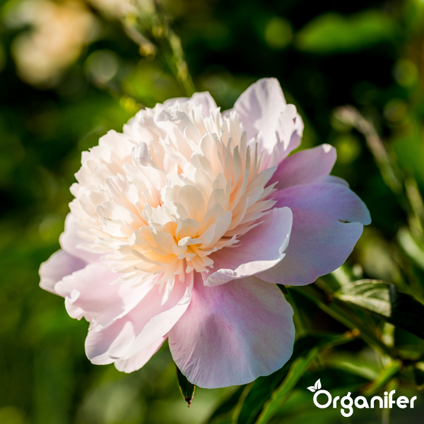 Organifer Jasmin-Dünger, organisches Düngerkonzentrat, 1 Liter Flasche für 1000 Liter Gießwasser.