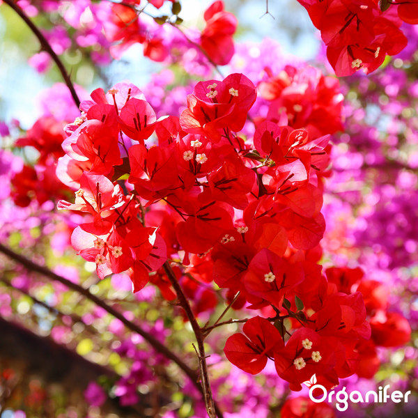 Pinkfarbene Bougainvillea in voller Blüte mit Organifer Logo.