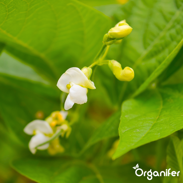 Nahaufnahme einer blühenden Bohnenpflanze mit Blüten und Blättern. Organifer Logo.