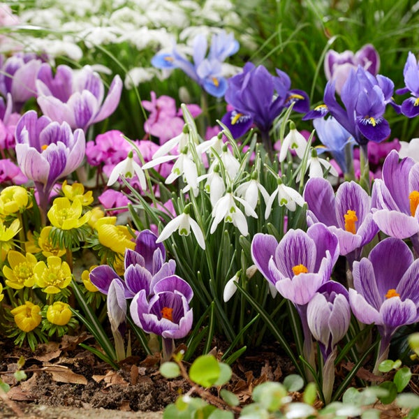 Bloomique - Mischung aus 50 - 6 Monate alten Blumen - schmetterlingsfreundlich - Mischung aus 8 Sorten - Blumenzwiebeln - Frühlingsblüte - mehrjährige Pflanzen - wächst von 5 bis 70 cm