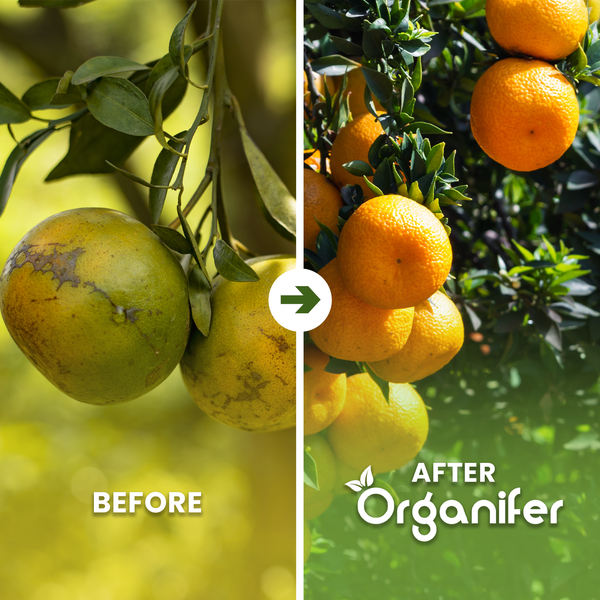 Vergleich von Zitrusfrüchten vor und nach Anwendung von Organifer. Links: beschädigte, unreife Früchte. Rechts: gesunde, reife Früchte. Organifer Logo.