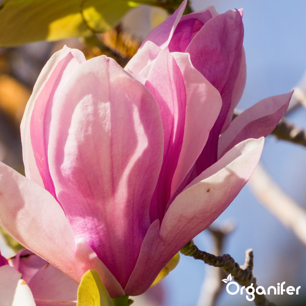 Nahaufnahme einer Magnolienblüte am Zweig mit dem Organifer Logo.