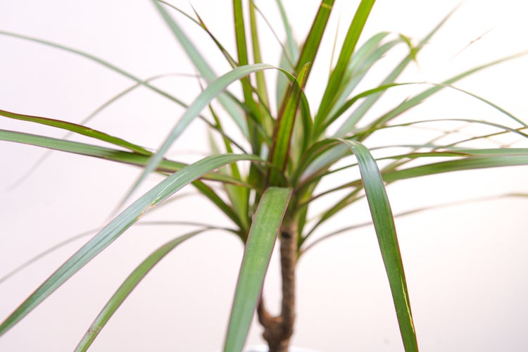 Drachenblutbaum | Dracaena 'Marginata' pro Stück - Zimmerpflanze im Kinderzimmertopf cm17 cm - ↕75 cm
