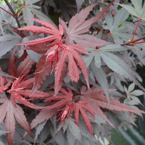 Bloomique - Acer Skeeter's Broom - Japanischer Ahorn - Rotes Laub - Gartenpflanzen - Winterhart - 60-80 cm Hoch - Topf 19 cm