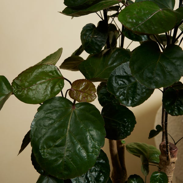 Bloomique - Polyscias Fabian - Aralie - Zimmerpflanzen - Pflegeleicht - Luftreinigend - Höhe 80-100 cm - Topf 21 cm