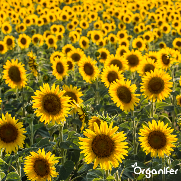 Ein helles, dicht bewachsenes Feld mit blühenden Sonnenblumen, Organifer Logo.