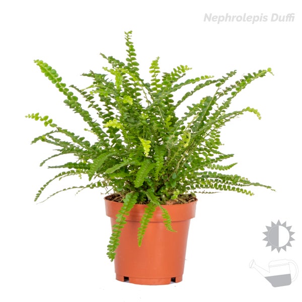 Bloomique - 3er-Mix - Luftreinigende Farne - Asplenium, Phlebodium, Nephrolepis - Zimmerpflanzen - 20-30 cm Hoch - Topf 12 cm