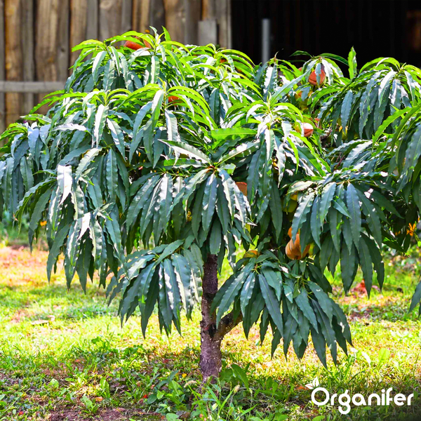Kleiner Pfirsichbaum mit dichten Blättern und Früchten im Garten, Organifer Logo.