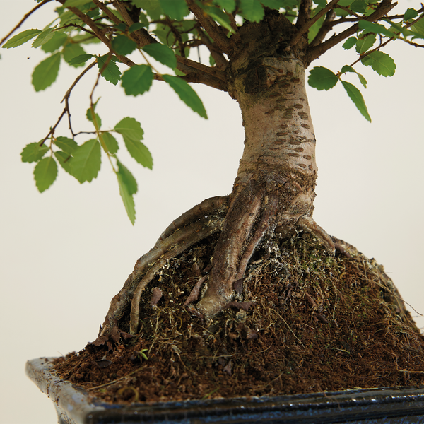 Bloomique - Bonsai Zelkova - Kugelform - Bonsai-Baum - Zimmerpflanzen - Höhe 20-30 cm - 15 cm breit - inklusive Keramiktopf und Schale