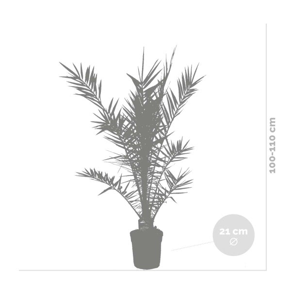 Bloomique - Phoenix Canariensis - Kanarische Dattelpalme - Palme - Balkonpflanzen Winterhart - Höhe 100-120 cm - Topf 21 cm