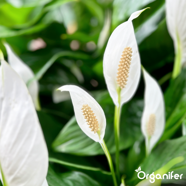 Einblatt Spathiphyllum mit weißen Blüten und grünen Blättern. Organifer Logo.