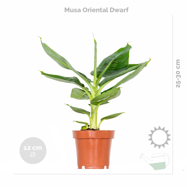4x Stylischer Zimmerpflanzen-Mix - Chamaedorea-Dypsis-Musa-Strelitzia - Luftreinigend - ⌀12 cm - 20-45 cm