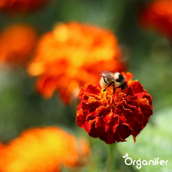 Hummel auf einer Studentenblume in einem hellen, insektenfreundlichen Garten. Organifer Logo.