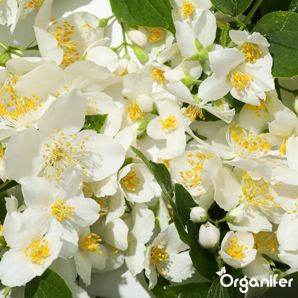 Weiße Jasminblüten mit gelben Staubblättern und grünen Blättern. Organifer Logo.