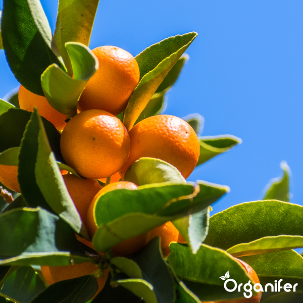 Zitruspflanze mit reifen orangefarbenen Früchten und grünen Blättern. Organifer Logo.