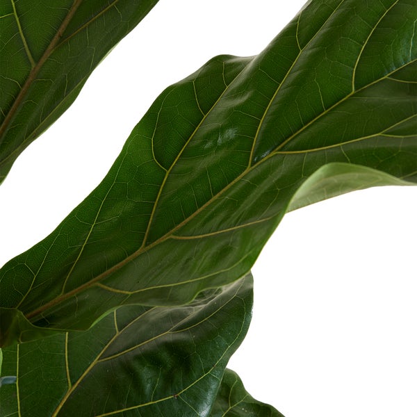 Bloomique - Ficus Lyrata - Geigenfeige - Zimmerpflanzen Groß - Pflegeleicht - Luftreinigend - Höhe 80-100 cm - Topf 21 cm