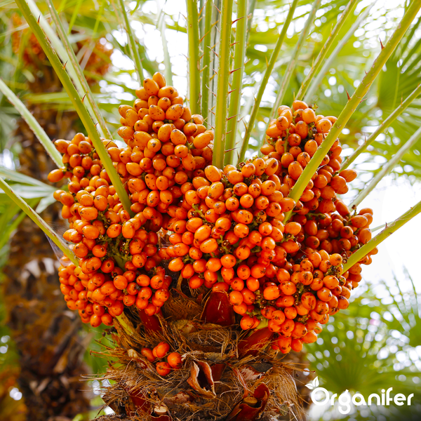 Palmbaum mit Büscheln orangefarbener Früchte und dornigen grünen Wedeln. Organifer Logo.