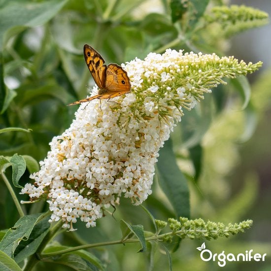 Schmetterling auf Sommerflieder mit weißen Blüten