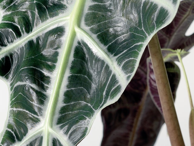 Alocasia 'Lauterbachiana' - Elefantenohr - Tropisch - Luftreinigend - ⌀19 - ↕50 cm