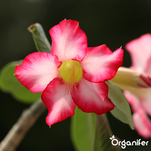 Nahaufnahme einer Adenium obesum Blüte mit rosa-weißen Blütenblättern, gelber Mitte und grünen Blättern, Organifer Logo
