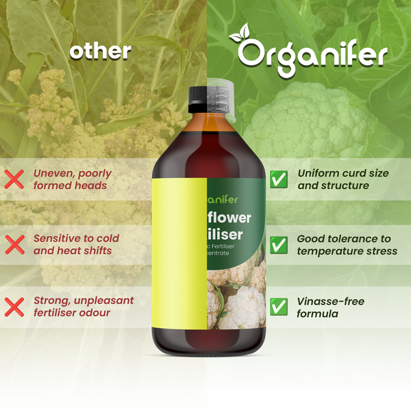 Vergleich von Organifer Blumenkohldünger mit anderen Produkten. Vorteile: gleichmäßiger Wuchs, Temperaturtoleranz, vinassefrei. Organifer Logo.
