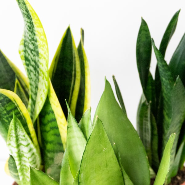 Verschiedene Sorten der Zimmerpflanze Bogenhanf