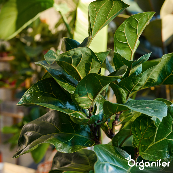 Nahaufnahme einer Geigenfeige Ficus lyrata mit großen, gewellten Blättern und ausgeprägten Blattadern. Organifer Logo.
