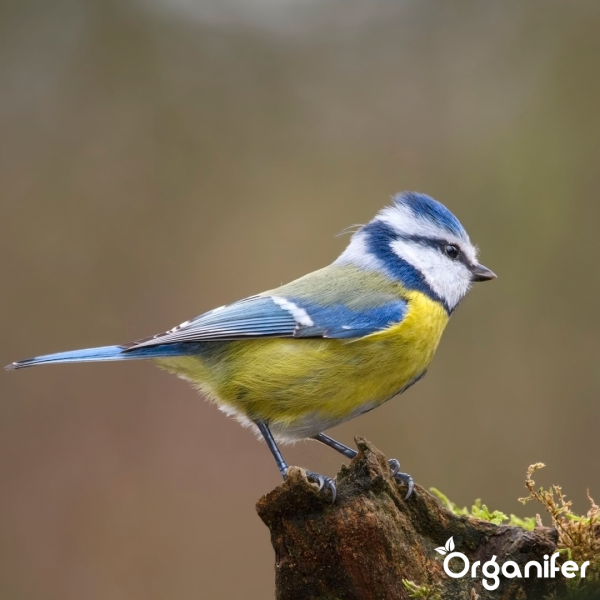 Blaumeise sitzt auf einem Baumstumpf