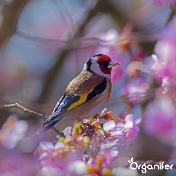 Vogelfutter für Gartenvögel – Hochenergie, Kein Abfall, Keine Keimung (10 kg) - Organifer